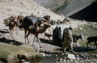Afghanistan, Koochi coming down for the winter, near Hajigak pass